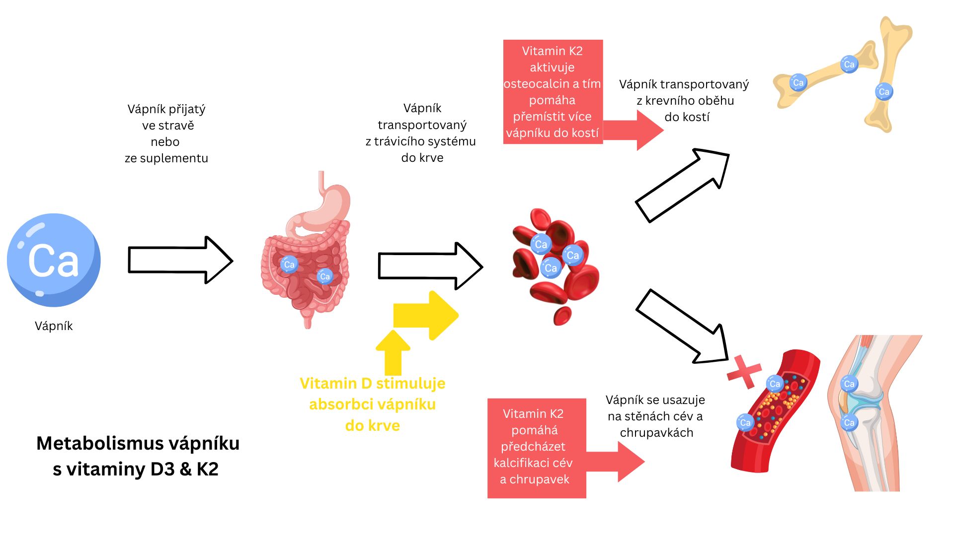 Metabolismus Ca s K2&D3